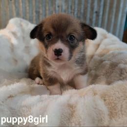 Girl 4 - Sable female Pembroke Welsh Corgi puppy in Houston, Missouri from Pistol Creek Puppies