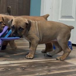 Bailee - Brown female Boerboel puppy in Laramie, Wyoming from Standing Stone Boerboels