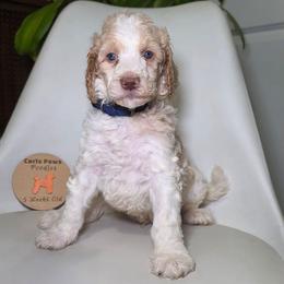 Indy - Parti male Poodle puppy in Plainfield, New Jersey from Caris Paws Poodles and Labradoodles