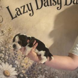 Blue Collar - Black white and brown male Basset Hound puppy in Tonkawa, Oklahoma from Lazy Daisy Basset Hounds