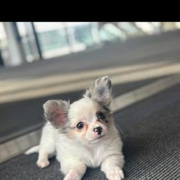 Chihuahua Puppies from Cloud9 Chihuahuas