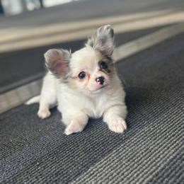 Chihuahua Puppies from Cloud9 Chihuahuas