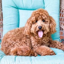 Maverick - Goldendoodle