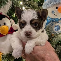 Rudolph - Chocolate, tan and white male Yorkshire Terrier puppy in Gatesville, Texas from KontryKritterz Yorkies