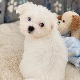 Mochi - White male Maltese puppy in Deltona, Florida from Lady and the Prince Kennels