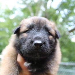 Cunning Comet - Mahogany and black male Belgian Tervuren puppy in Vershire, Vermont from Chocorua Working Belgians