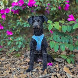 Pixie - Black and white female Aussiedoodle puppy in Centreville, Mississippi from Trin's Designer Doodles