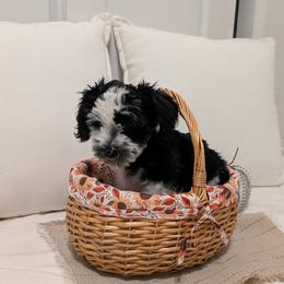 Roxy - Parti female Miniature Schnauzer puppy in Phoenix, Arizona from Abi Hallows