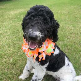 Cruella - Labradoodle