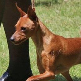 Miniature Pinschers from Debbie's Miniature Pinschers