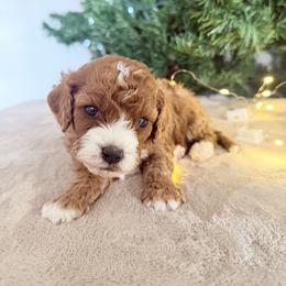 Rudy - Red male Cavapoo puppy in Spanish Fork, Utah from Sugar Doodles Pups