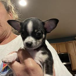 Little Leroy - Black and white male Chihuahua puppy in Toano, Virginia from Birds by Beckie Chihuahua