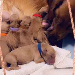 Golden Retriever Puppies from Sydney’s Goldens