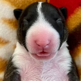 Miniature Bull Terrier Puppies from Tonka Miniature Bull Terriers