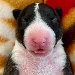 Miniature Bull Terrier Puppies from Tonka Miniature Bull Terriers