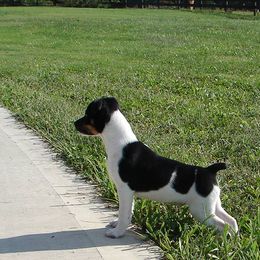 Rat Terrier Puppies from RaganRat Terriers