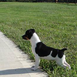 Rat Terrier Puppies from RaganRat Terriers