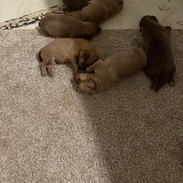 Female 2 - Light brown female Chesapeake Bay Retriever puppy in Beresford, South Dakota from Big Sioux Retrievers