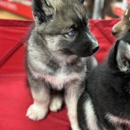 Siberian Husky Puppies from S & J Siberian Huskies