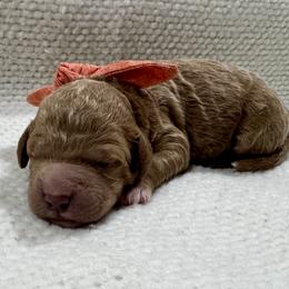 Orange Boy - Apricot male Goldendoodle puppy in Lebanon, Pennsylvania from Homespundoodles
