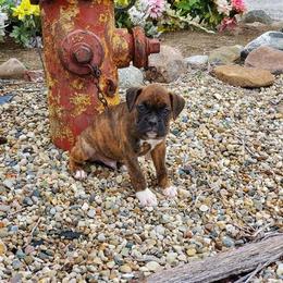 Boxer Puppies from Tanya Klopfenstein
