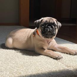 Pug Puppies from A Grumble of Love Kennels