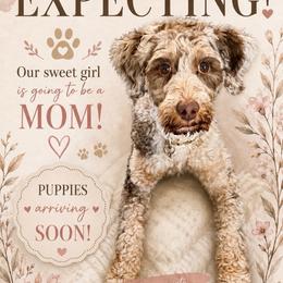 Bernedoodle puppies from Wagging Tailz Pups