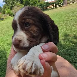 Georgia - Liver white and tan female English Springer Spaniel puppy in Hephzibah, Georgia from Sidel's Springers
