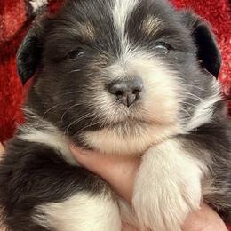 Darling - Black tri female Miniature American Shepherd puppy in Monroe, Utah from Shawnkara Australian Shepherds & Miniature American Shepherds