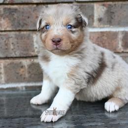 Cagney - Red merle female Australian Shepherd puppy in Wichita Falls, Texas from Spotted Mule Aussies