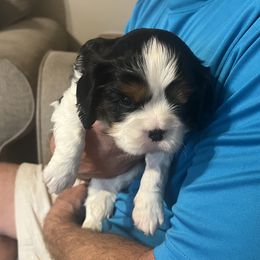 Boy 1 - Tri-color male Cavalier King Charles Spaniel puppy in Woodruff, Wisconsin from Cutesy Cavaliers