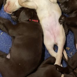 Dachshund and Labrador Retriever Puppies from Honeydew Ranch