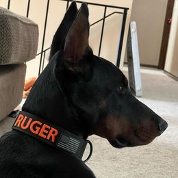 Doberman Pinscher Puppies from Defensive Dobermans