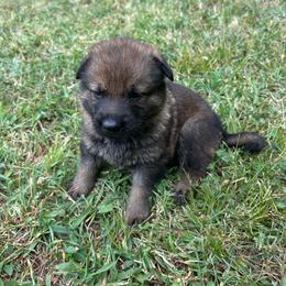 Yellow Collar, Sable Female - Sable female German Shepherd puppy in Milan, Illinois from Stonewick German Shepherds