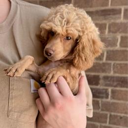 1 SUPER SWEET BABY LEFT... - Cream male Poodle puppy in Bedford, Texas from S.H.A.R.P.’s Toy Poodles