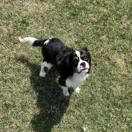Charlie - Tri-color male Cavalier King Charles Spaniel puppy in Forney, Texas from Small Town Cavaliers