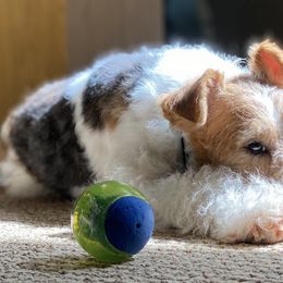 Wire Fox Terriers from Linwood Wires