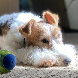 Wire Fox Terriers from Linwood Wires