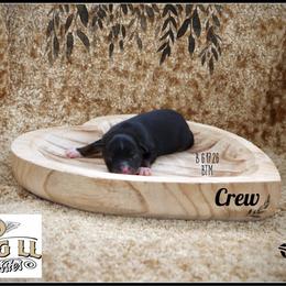 Crew - Black tri male Miniature Australian Shepherd puppy in Madisonville, Texas from Flying LL Aussies