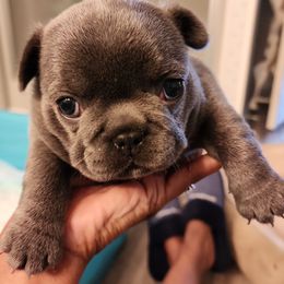 French Bulldogs from Tonya's French Bulldogs