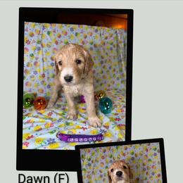 Dawn - Apricot female Goldendoodle puppy in Water Valley, Mississippi from Olympian Doodles