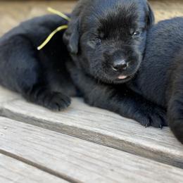 Yellow is - Black male Labrador Retriever puppy in Paulden, Arizona from Carefree Samoyeds & Deserthills Labradors