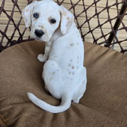 Cider (Lemon Spotted) - White and lemon female Dalmatian puppy in Salem, Missouri from Paradise Spots Dalmatians