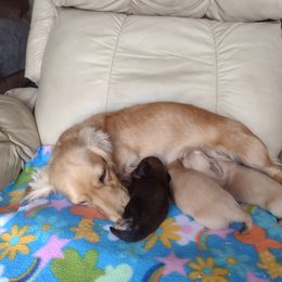Dachshund Puppies from Leroux Creek Cream Dachshunds