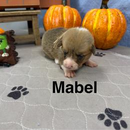 Mabel - Red female Pembroke Welsh Corgi puppy in Apison, Tennessee from Ashmore Corgis