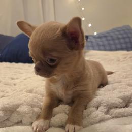 Rayna - Chihuahua