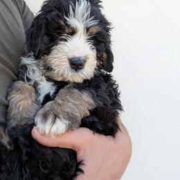 Dumbledore - Tri-color male Bernedoodle puppy in Indianola, Utah from Little Bear Bernedoodles