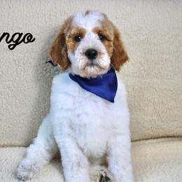 Mango - Parti male Goldendoodle puppy in Casa Grande, Arizona from AzDoodle Dandies
