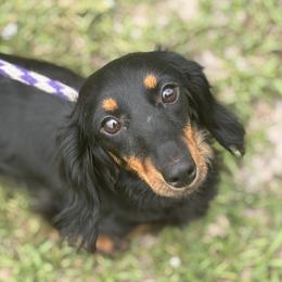 Oakley - Dachshund