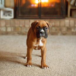 Jackson - Fawn male Boxer puppy in Georgia from Stephanie’s Boxers